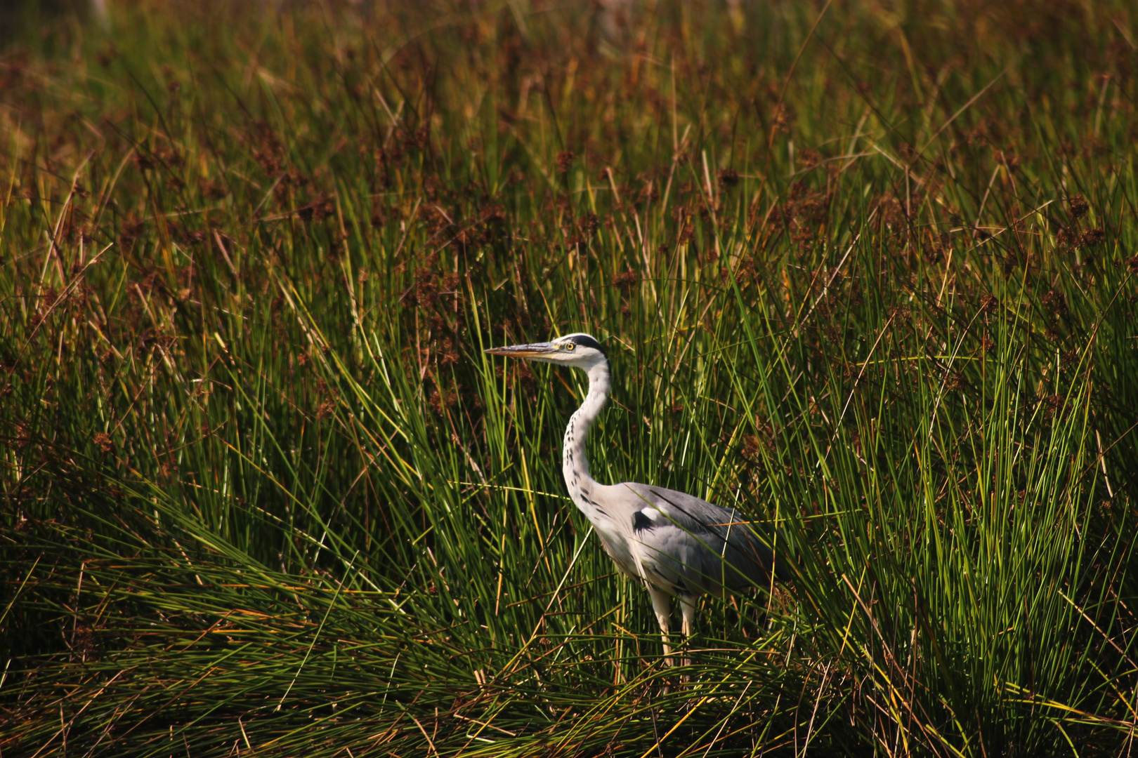 Reiher am De Witt See