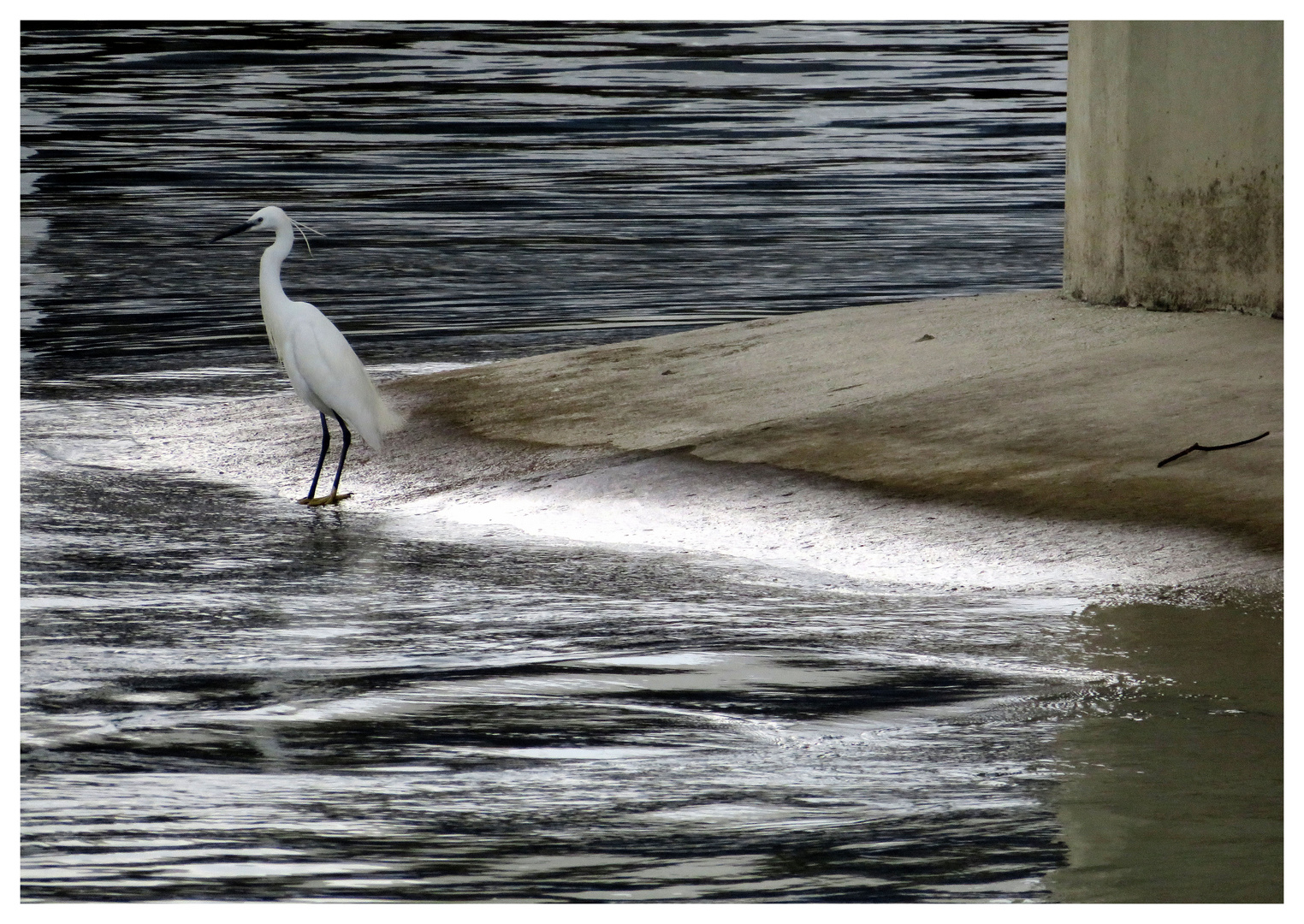 Reiher am Donaustrand in Belgrad/Serbien