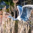 Reiher am Dorfweiher