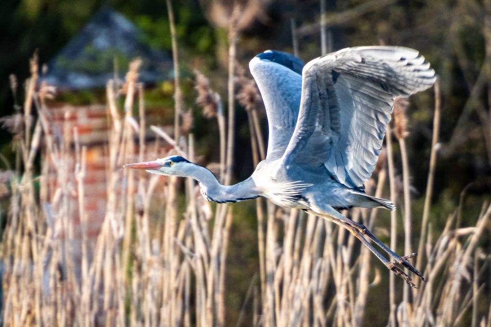 Reiher am Dorfweiher