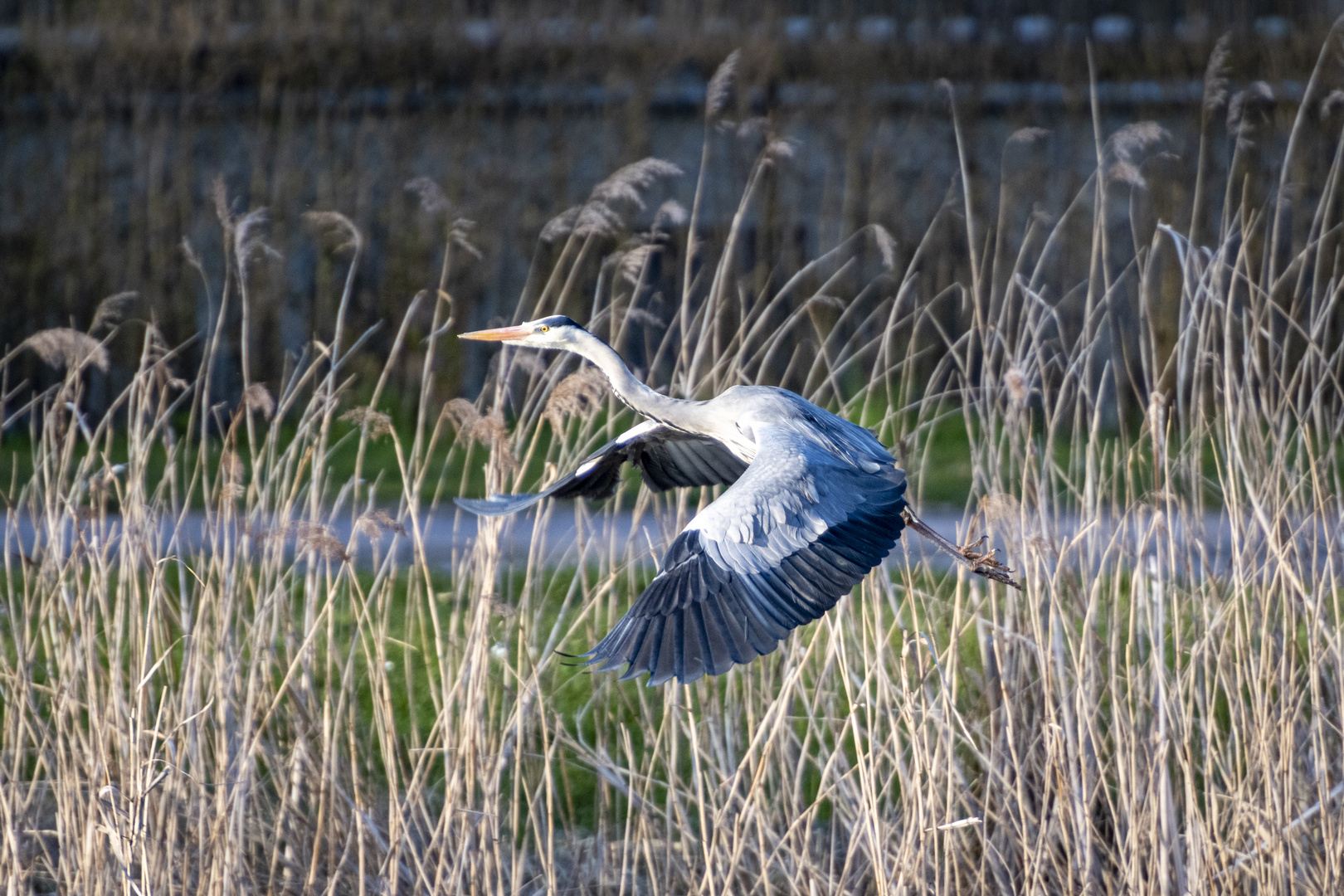 Reiher am Dorfweiher