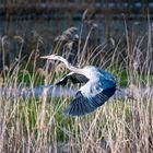 Reiher am Dorfweiher