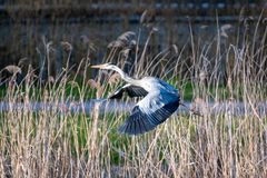 Reiher am Dorfweiher