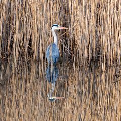 Reiher am Dorfweiher