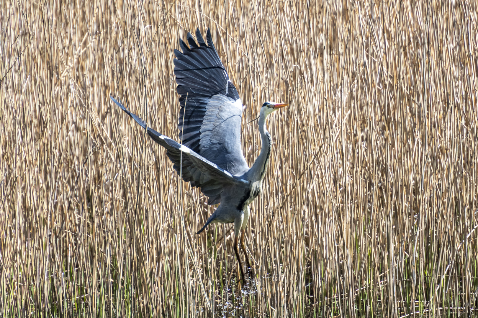 Reiher am Dorfweiher