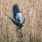 Reiher am Dorfweiher