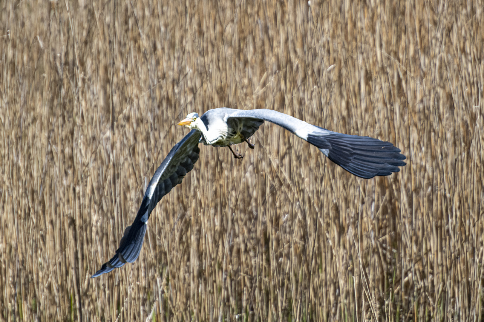 Reiher am Dorfweiher