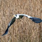 Reiher am Dorfweiher