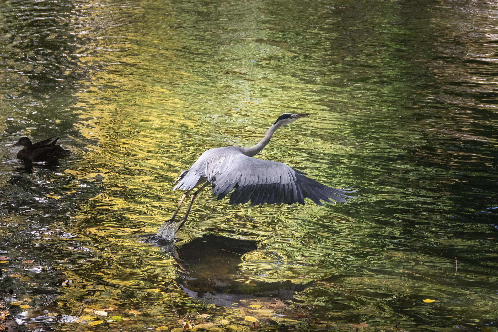 Reiher am Ebertplatz 5