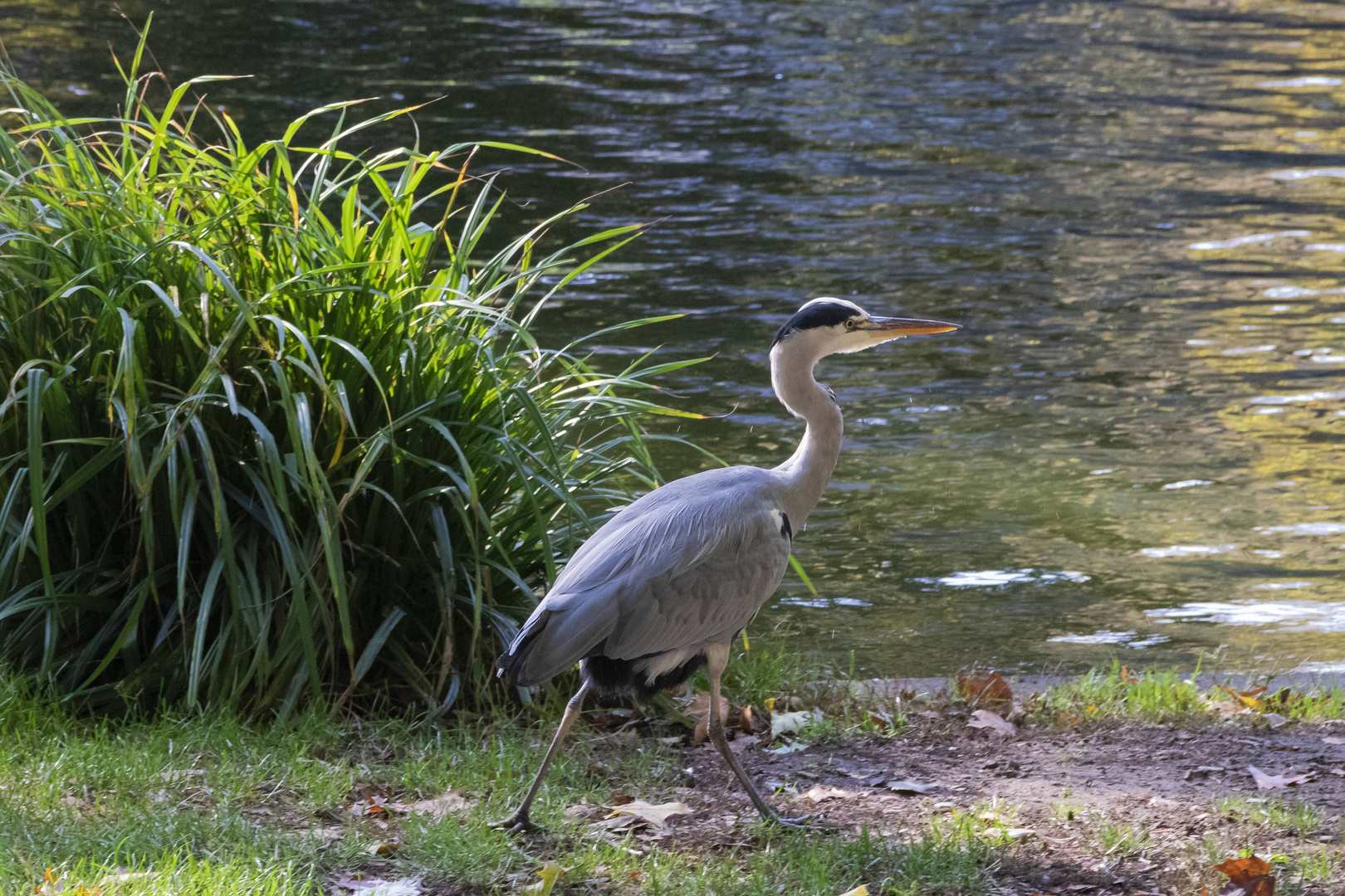 Reiher am Ebertplatz