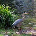 Reiher am Ebertplatz