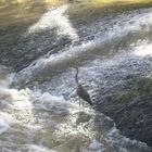 Reiher am Esslinger Neckarkanal beim Schäferwehr