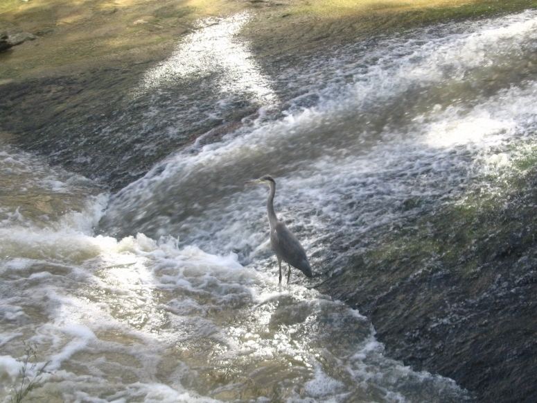 Reiher am Esslinger Neckarkanal beim Schäferwehr