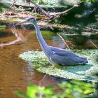 Reiher am Fischteich