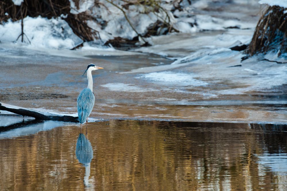 Reiher am Fluss