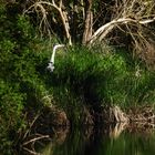 Reiher am Havelkanal bei Zeestow