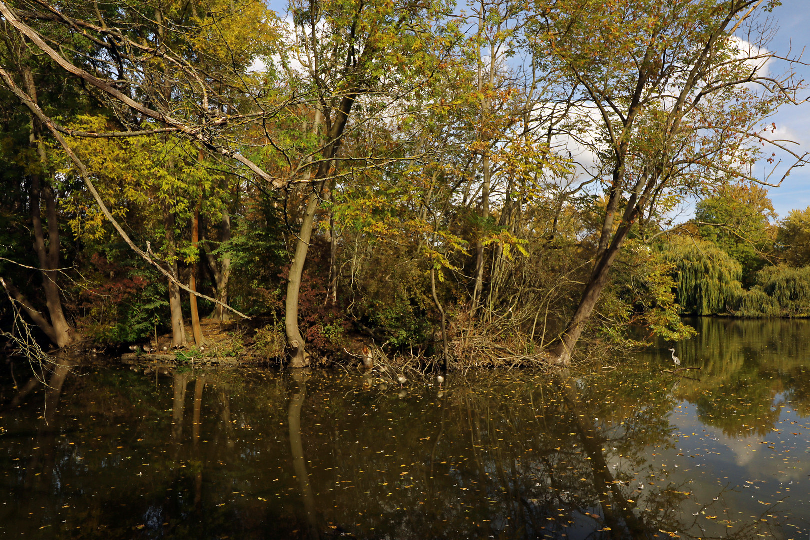 Reiher am Inselufer