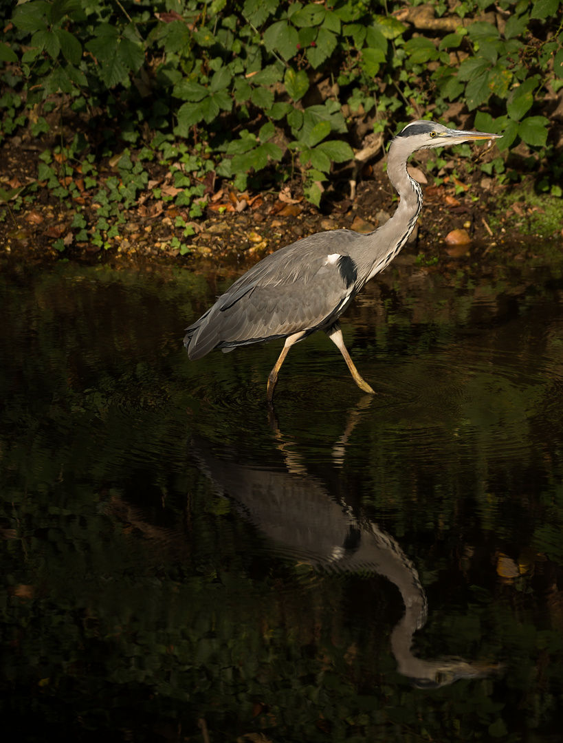 Reiher am Kanal