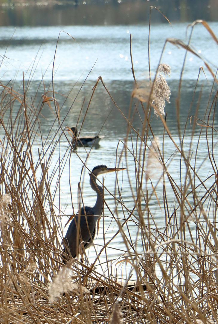 Reiher am Kleinen Stielitzsee