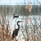 Reiher am Kleinen Stielitzsee