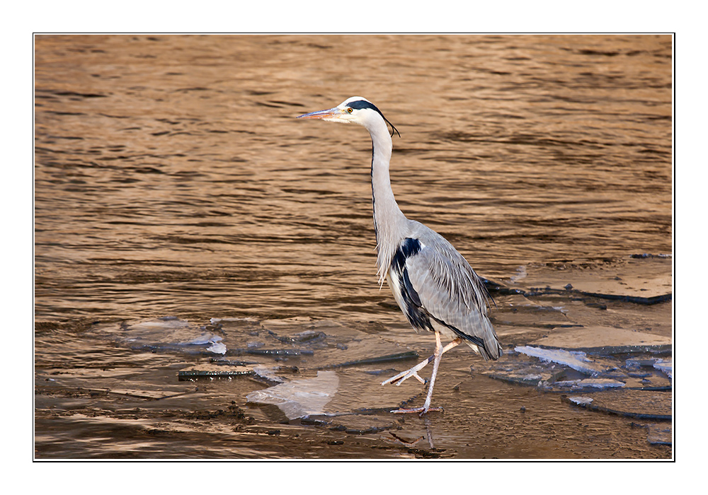 Reiher am Kocher