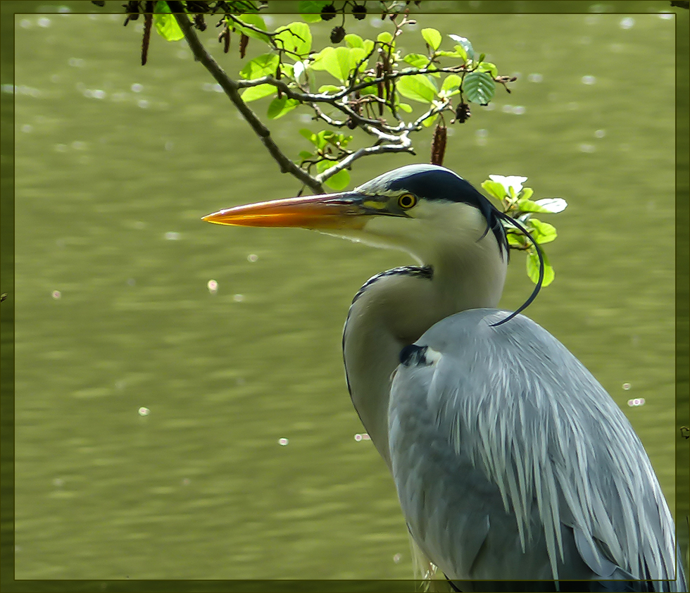 Reiher am Lac..