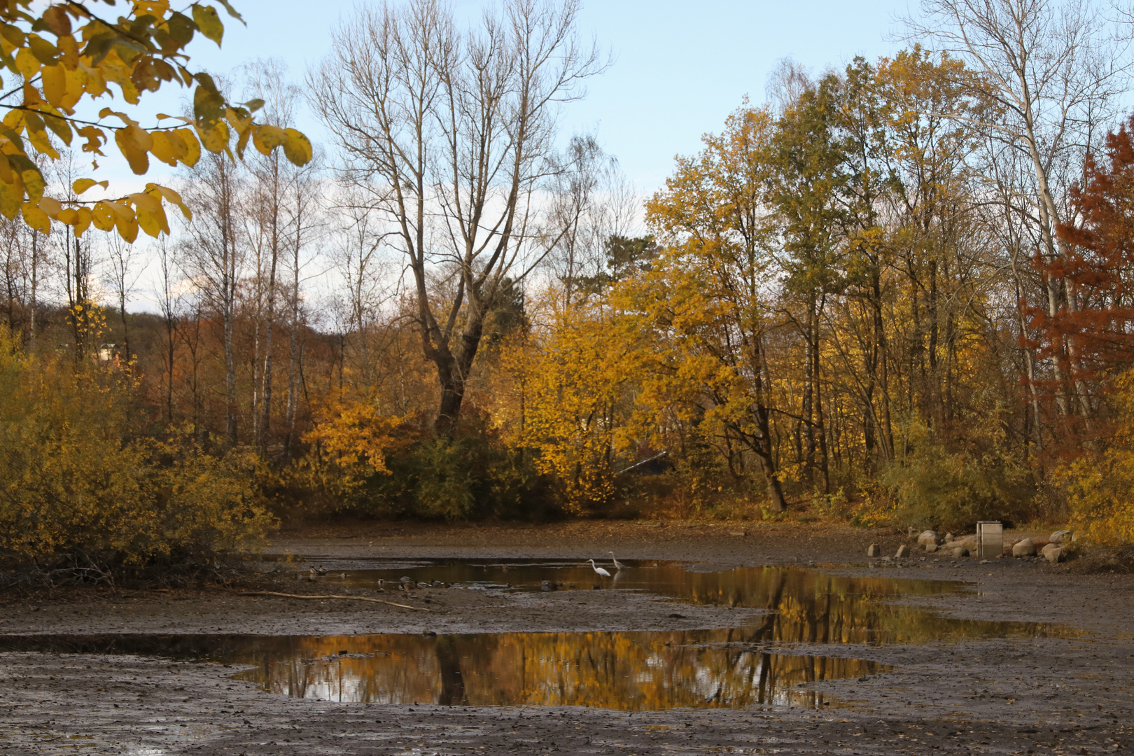 Reiher am Lünischteich