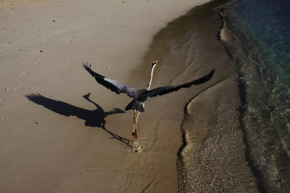 Reiher am Meer