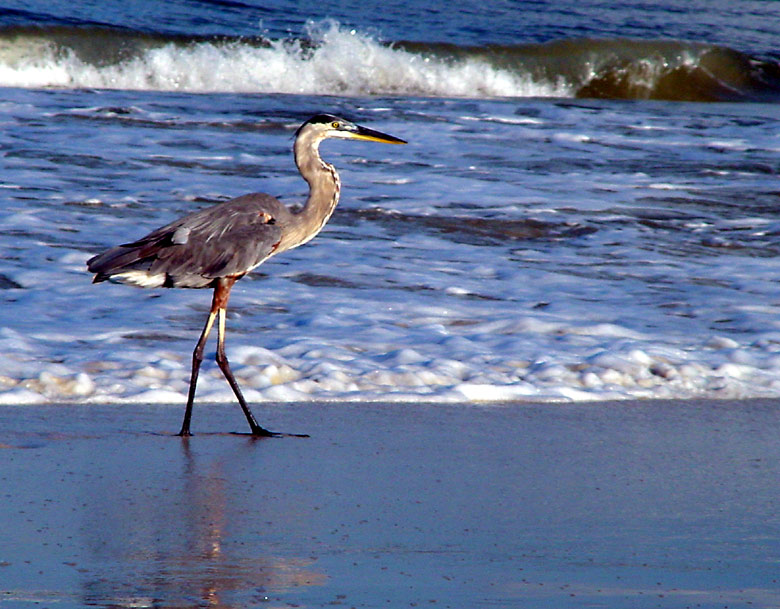 Reiher am Meer