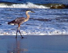 Reiher am Meer