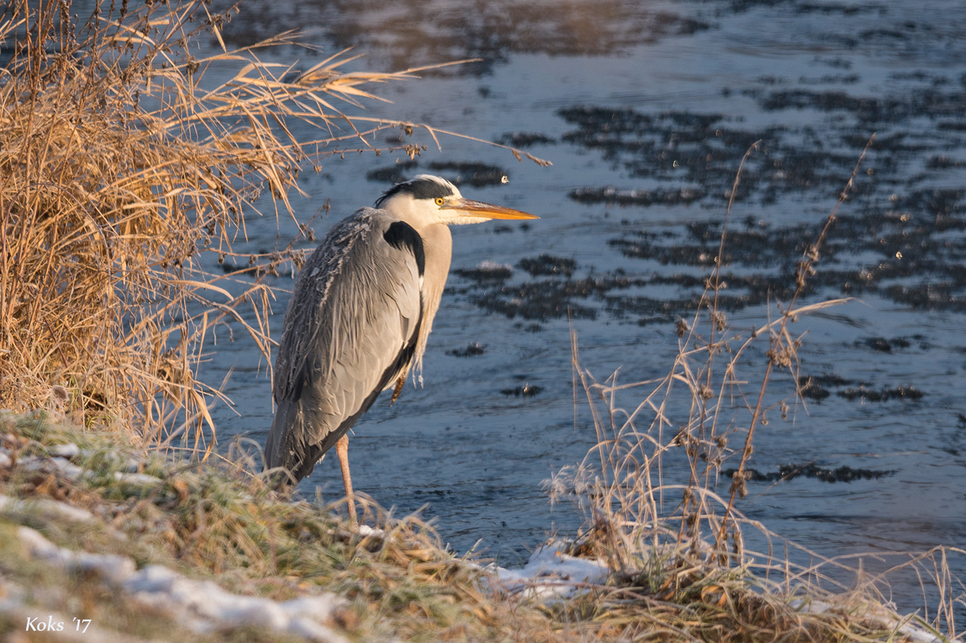 Reiher am Morgen