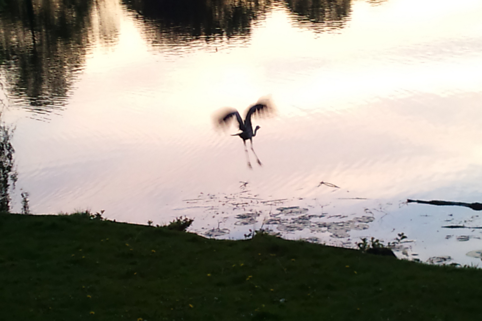 Reiher am Mühlenteich