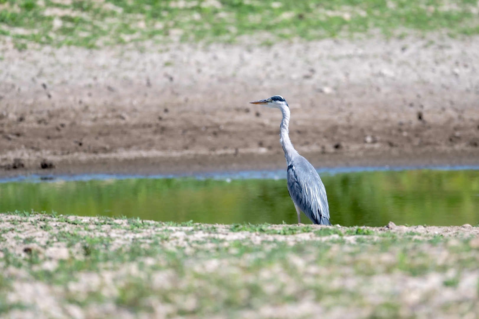 Reiher am Rhein 2