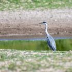 Reiher am Rhein 2