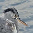 Reiher am Rhein