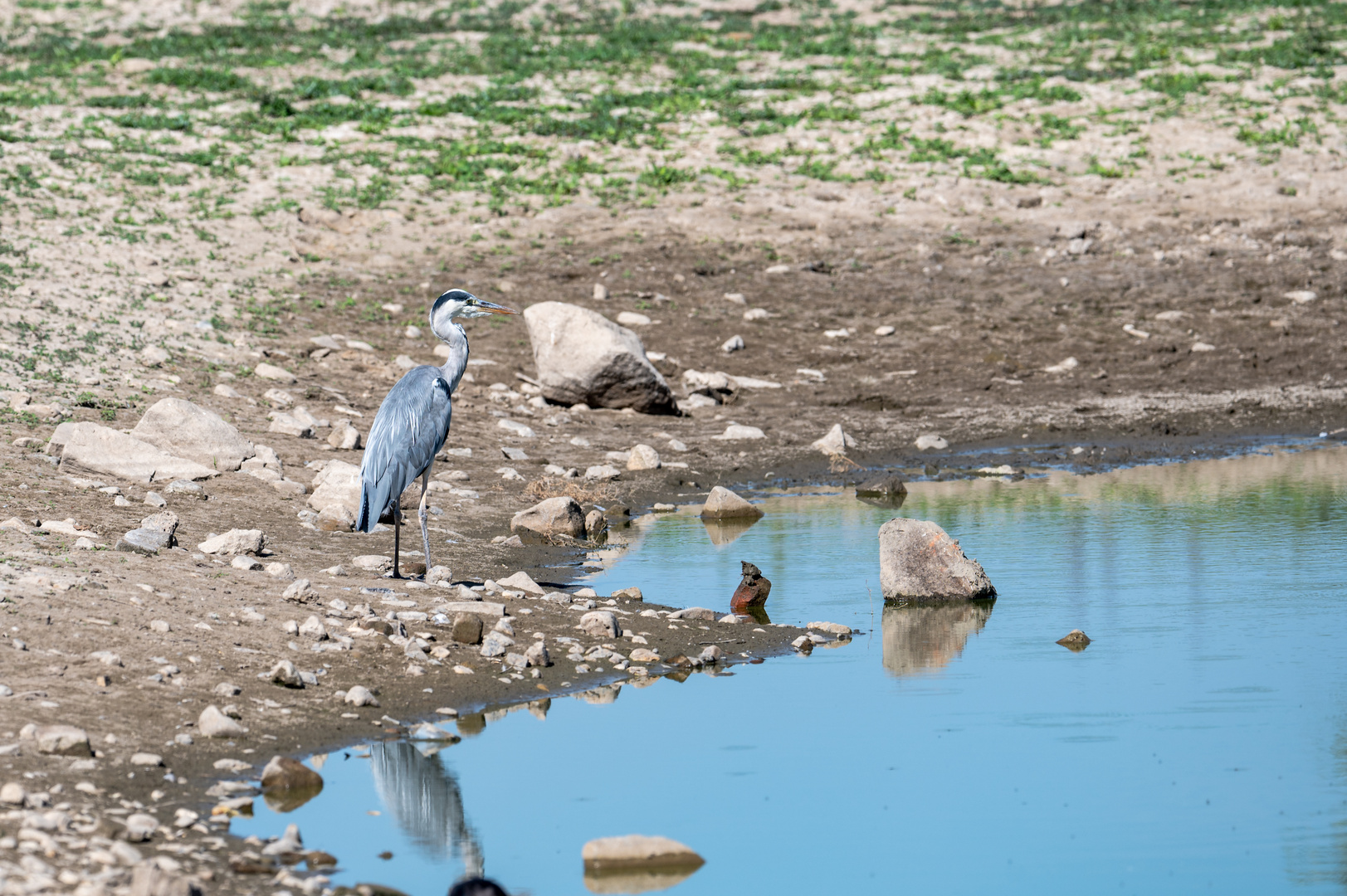 Reiher am Rhein