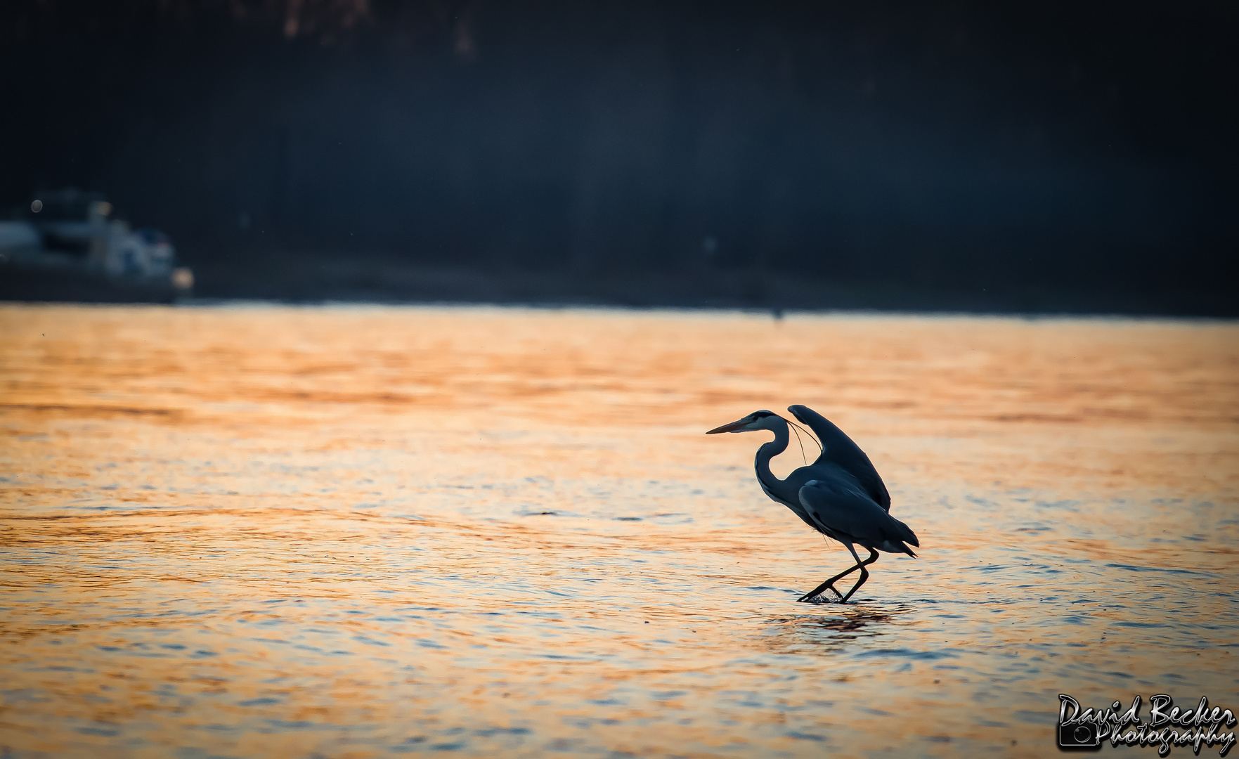 Reiher am Rhein