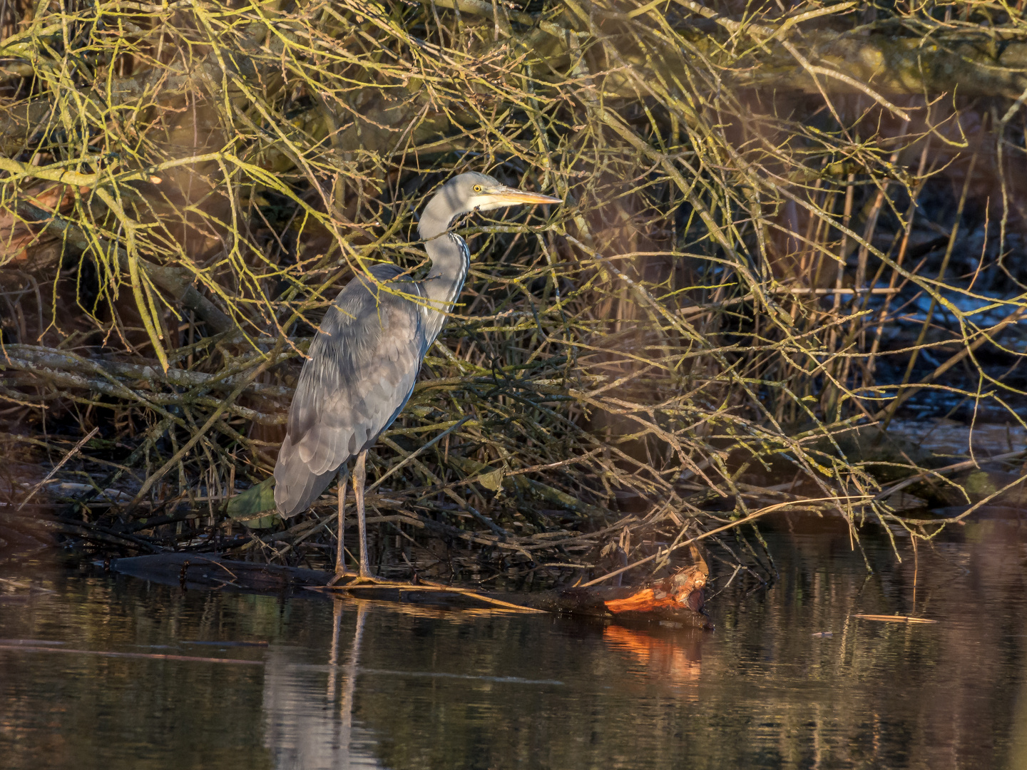 reiher am ryck