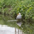 Reiher am schimpfen