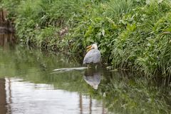 Reiher am schimpfen