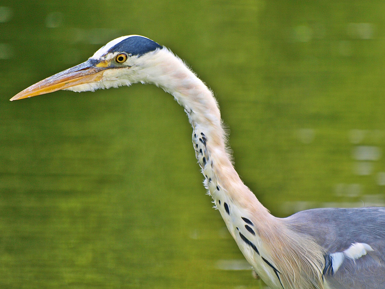 Reiher am Schweriner See