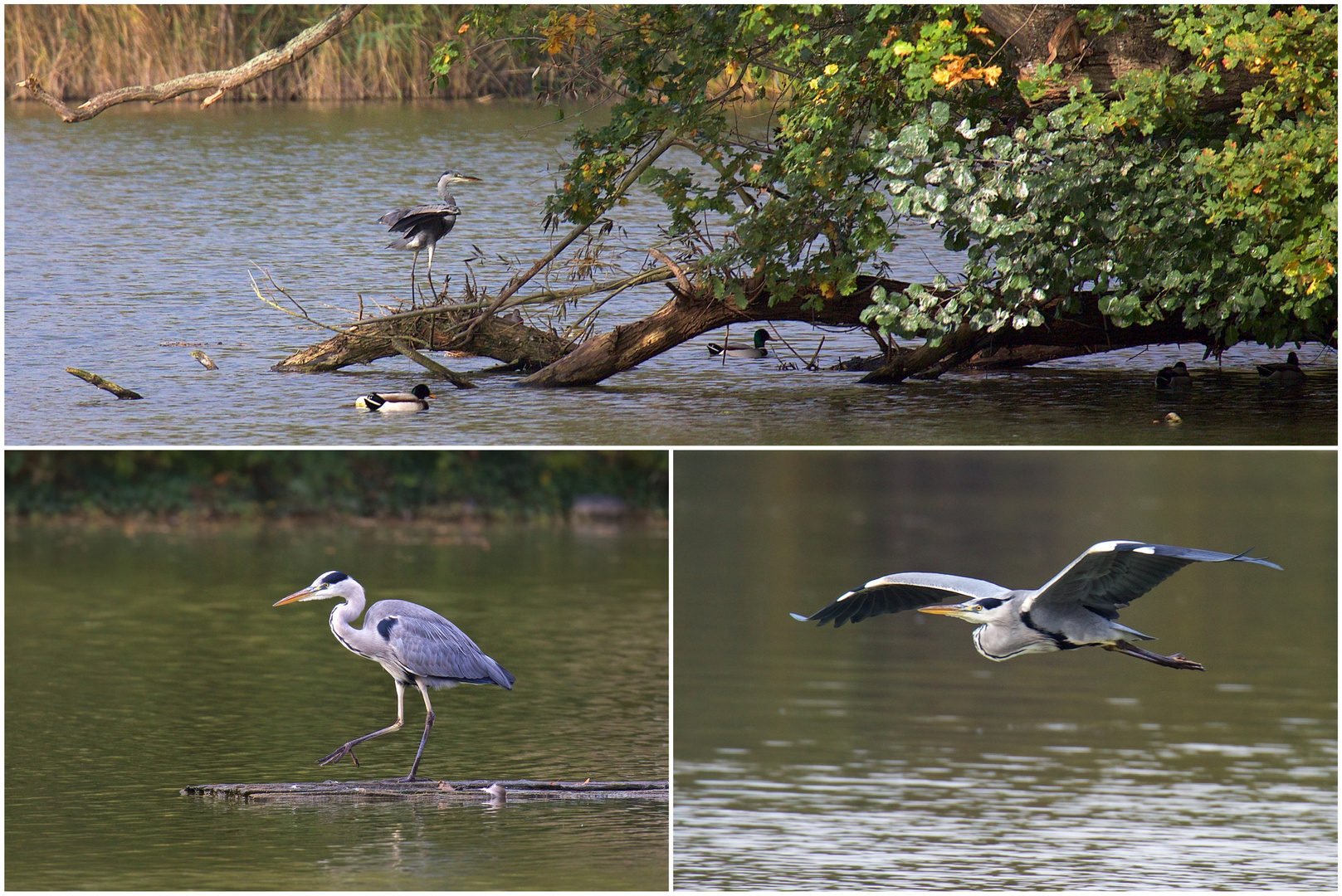 Reiher am See