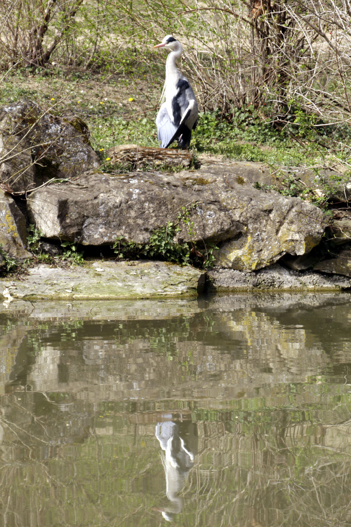 Reiher am See