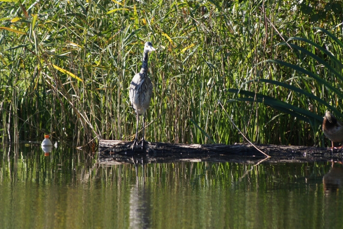 Reiher am See