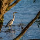 Reiher am See