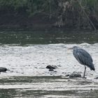 Reiher am Siegburger Wehr