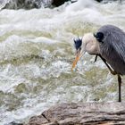 Reiher am Siegfall