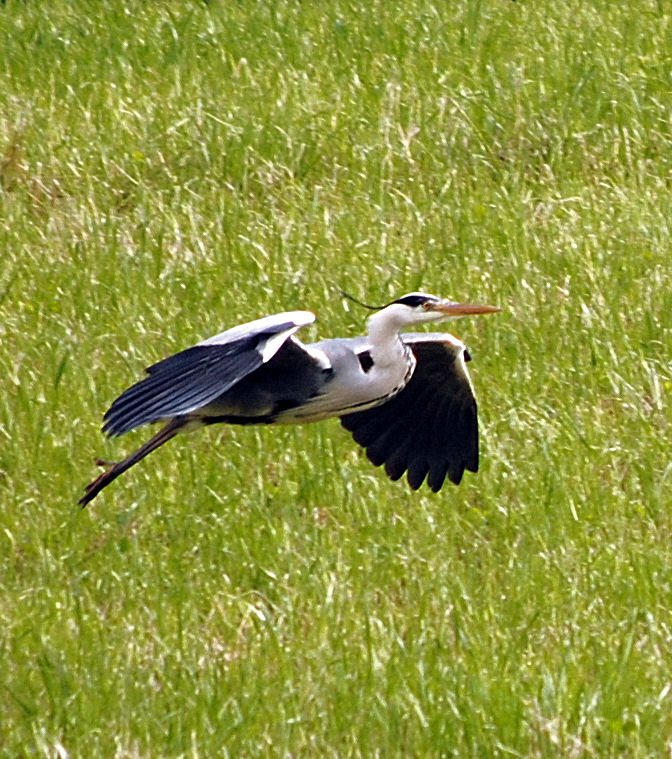 Reiher am Stadrand