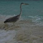 Reiher am Strand von Thulhagiri