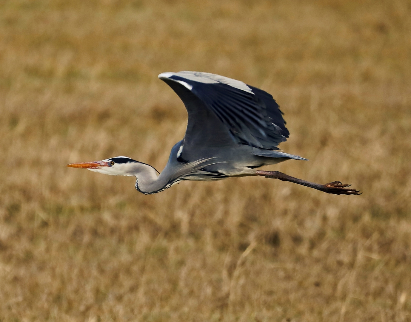 Reiher am Surfsee Weiher